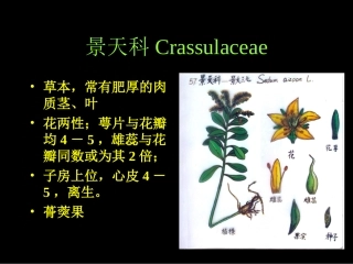景天科虎耳草科全解
