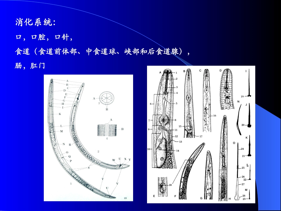 普病植物病原线虫复习用_第3页