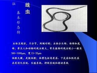 普病植物病原线虫复习用