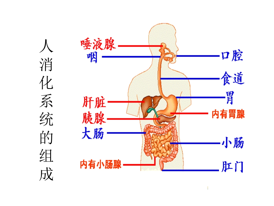 明确消化吸收的概念_第3页