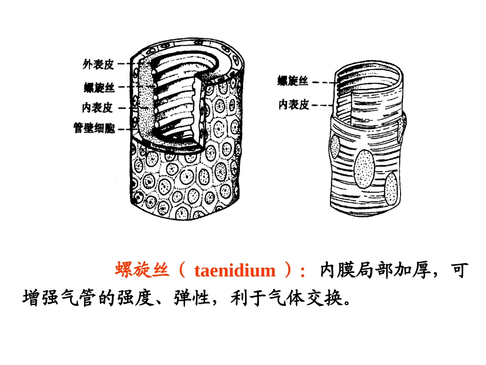 昆虫的呼吸系统1PPT_第3页