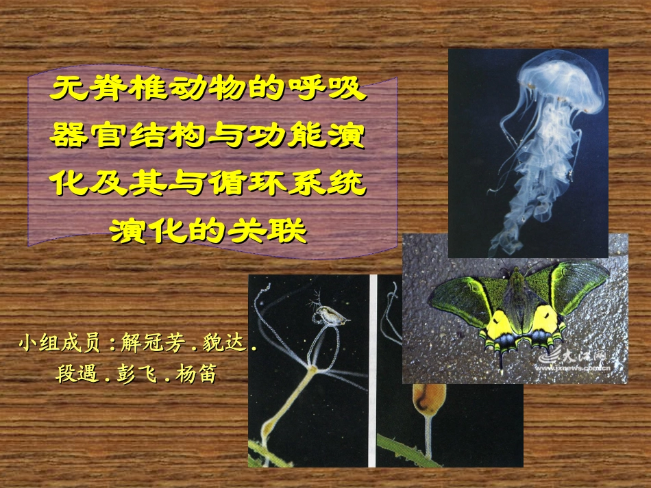 无脊椎动物的呼吸器官结构与功能演化及其与循环系统演化的关联._第1页