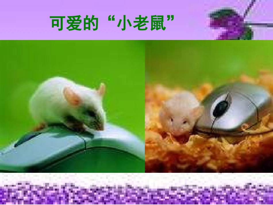 可爱的小老鼠_第1页