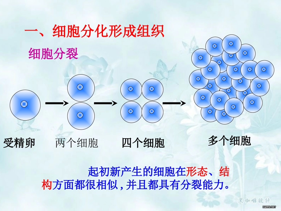 动物体的结构层次_第3页