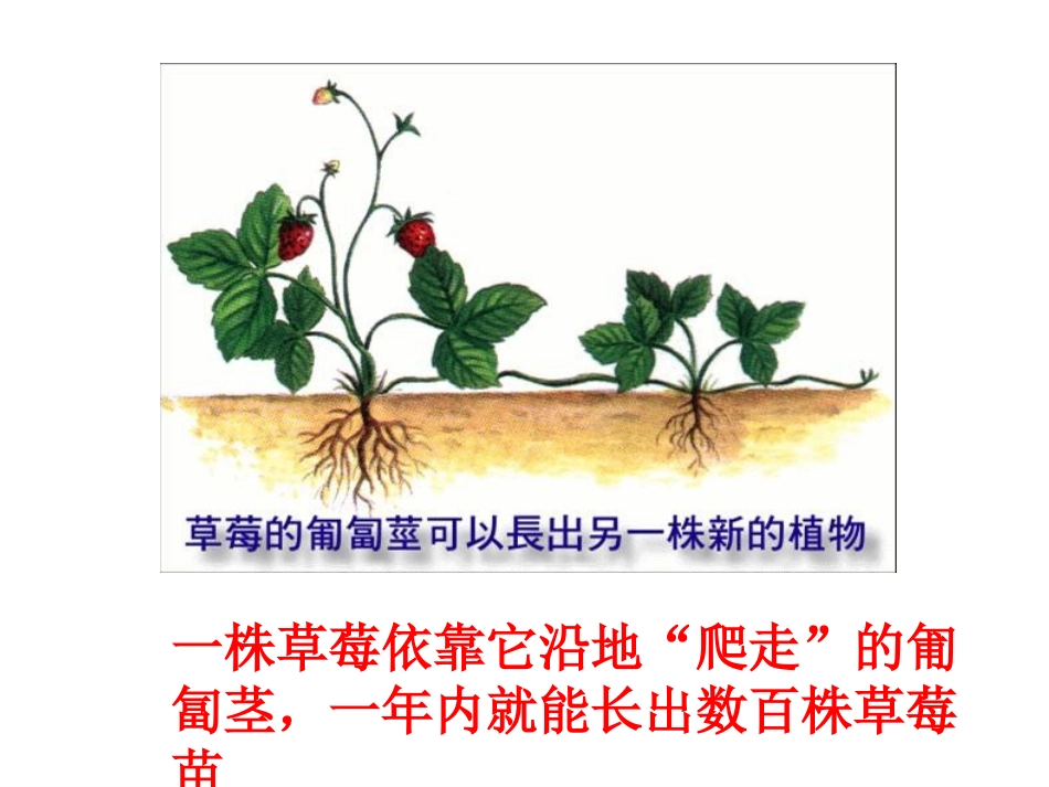 《奇妙的克隆》课件_第2页