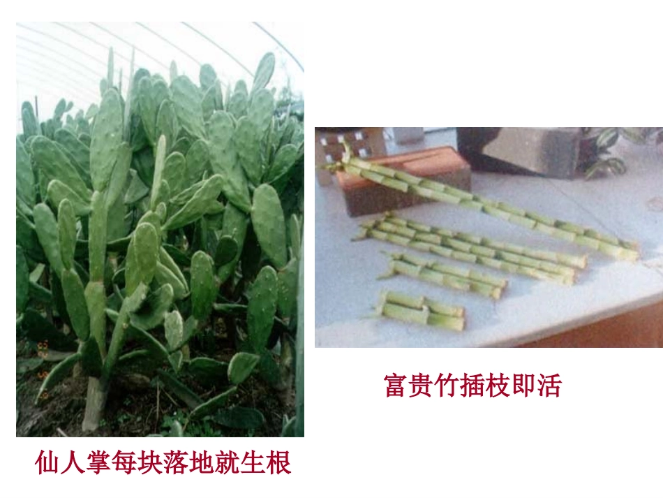 《奇妙的克隆》课件_第3页