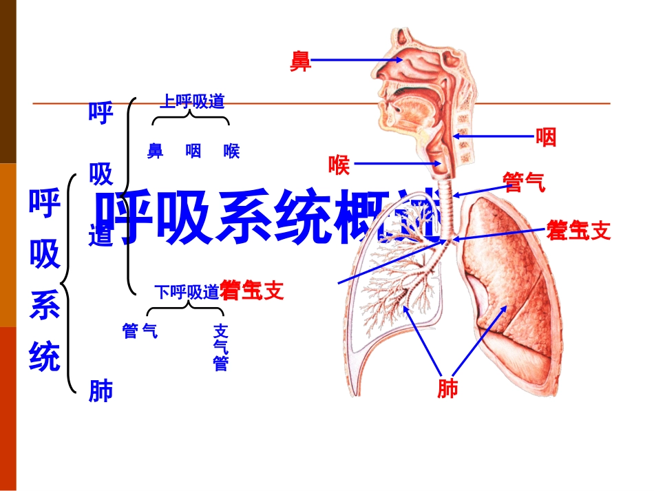 教材分析消化和呼吸_第2页