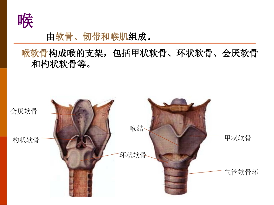 教材分析消化和呼吸_第3页