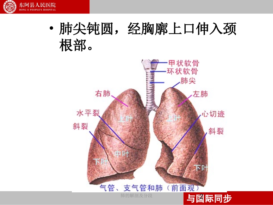 支气管镜下肺脏的分段_第2页