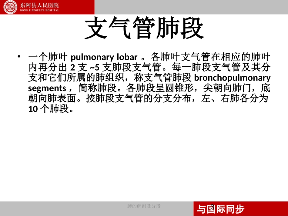 支气管镜下肺脏的分段_第3页