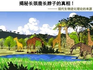 揭秘长颈鹿长脖子的真相