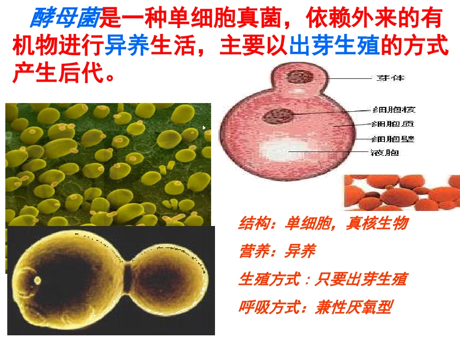 探究酵母菌呼吸方式_第2页
