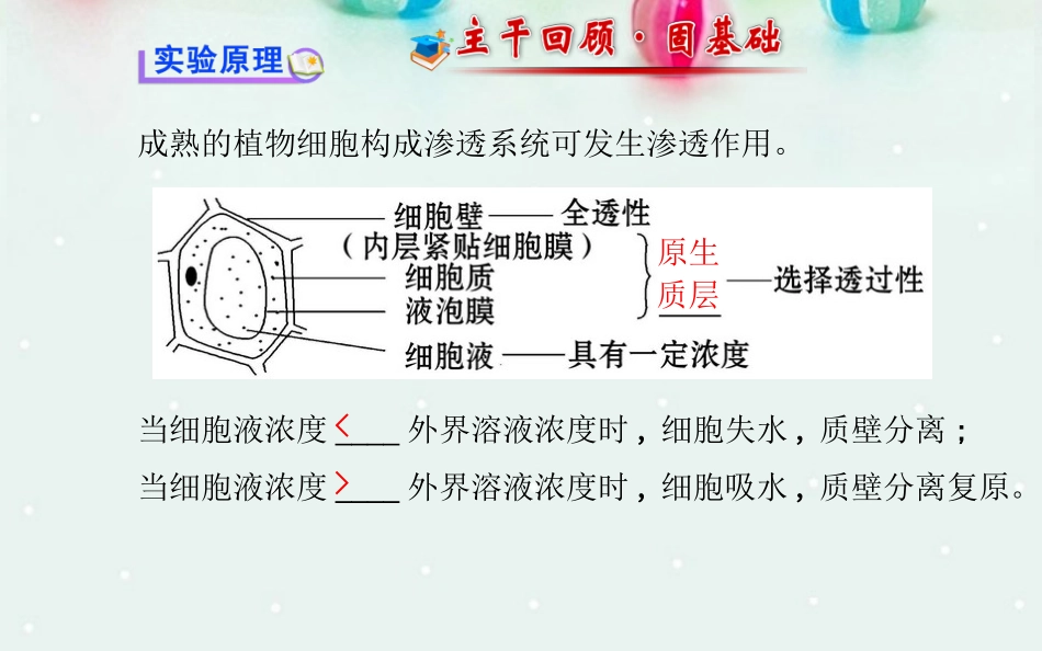 探究植物细胞的吸水和失水成熟的植物细胞构成渗透系统可发生渗透_第2页