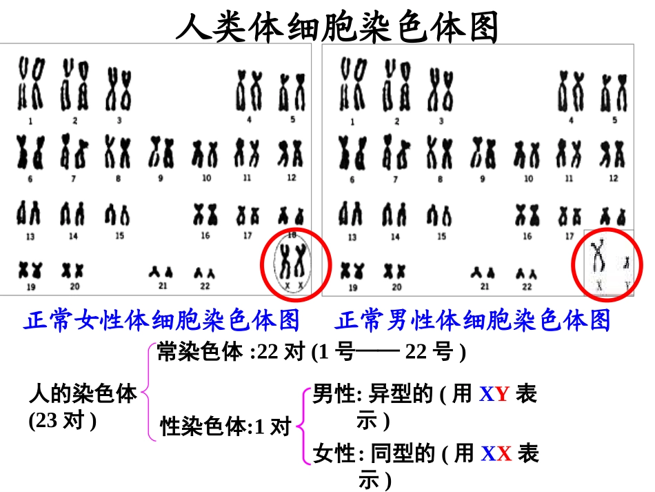 抗维生素D佝偻病是伴X显性遗传病_第2页
