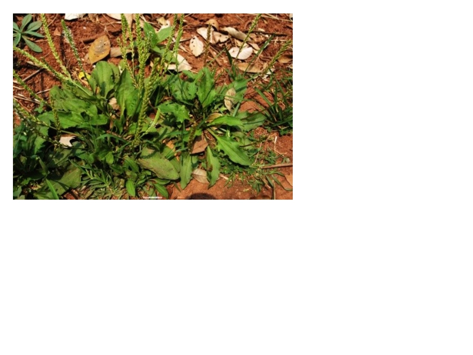 我们身边的中草药_第2页