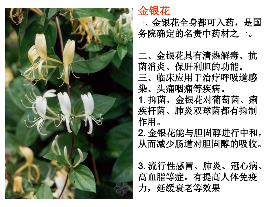 我们身边的中草药_第3页