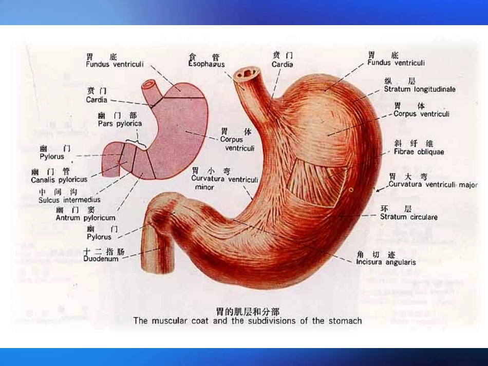 慢性胃炎共识意见_第2页