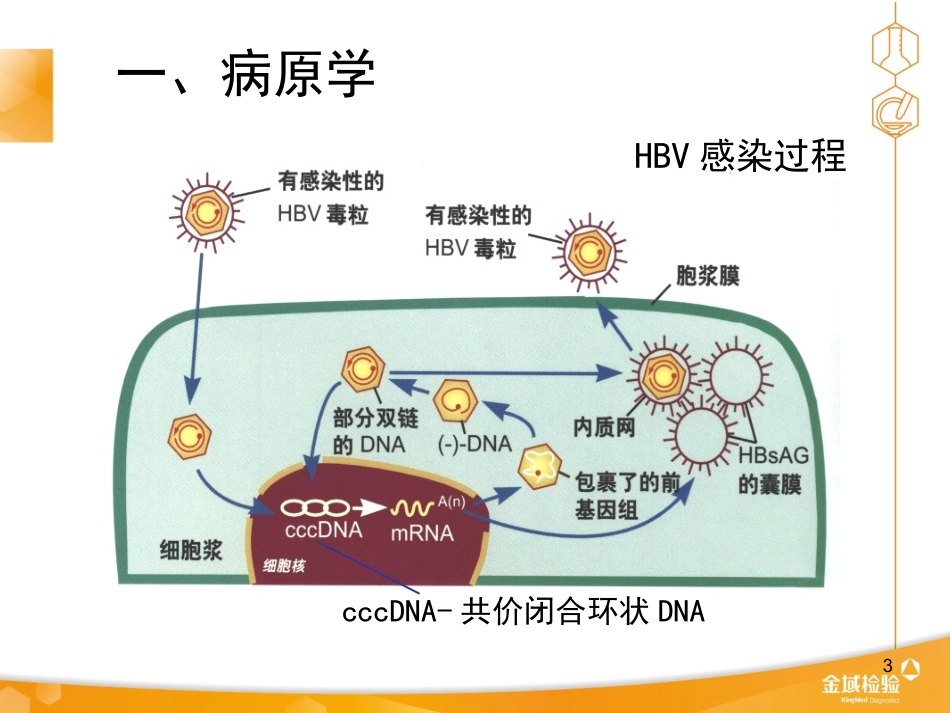 慢性乙肝防治指南解读---2013_第3页
