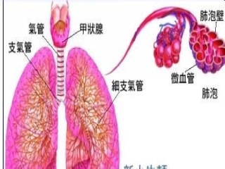 慢性支气管炎10.9班