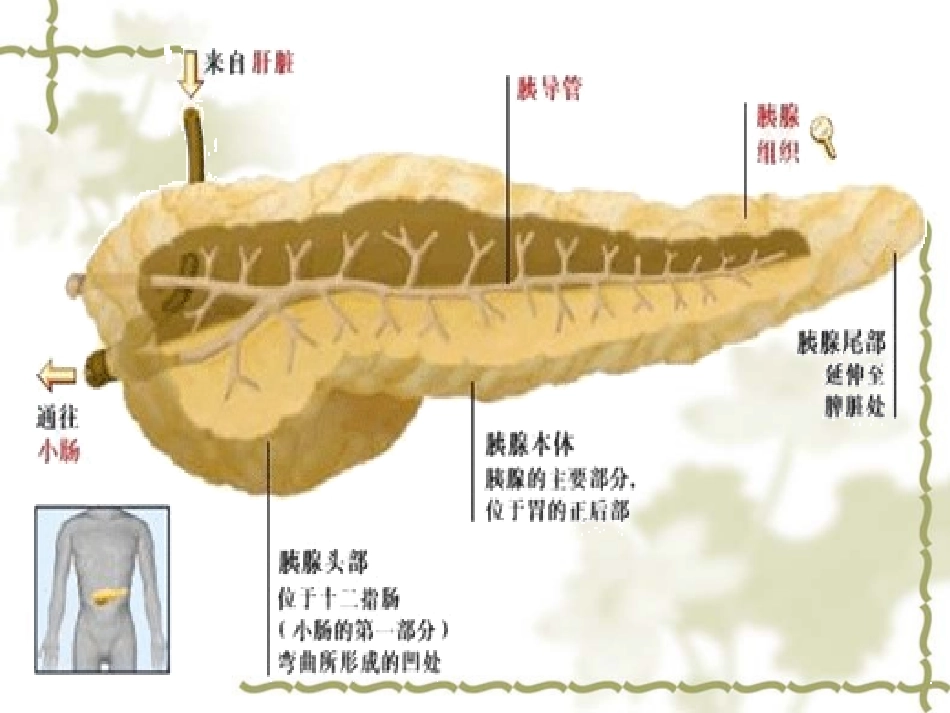 急性胰腺炎病人的护理1_第2页