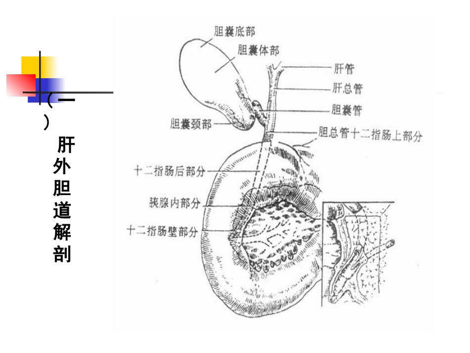 急性胆囊炎、胆囊结石_第3页