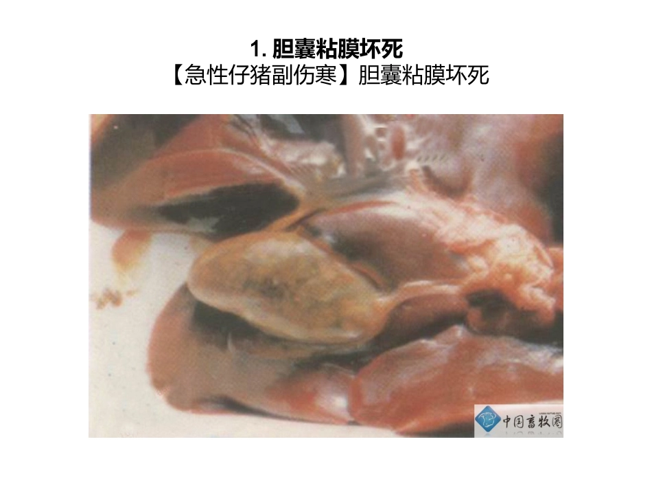 急性仔猪副伤寒-症状图谱-——(共19张)_第3页