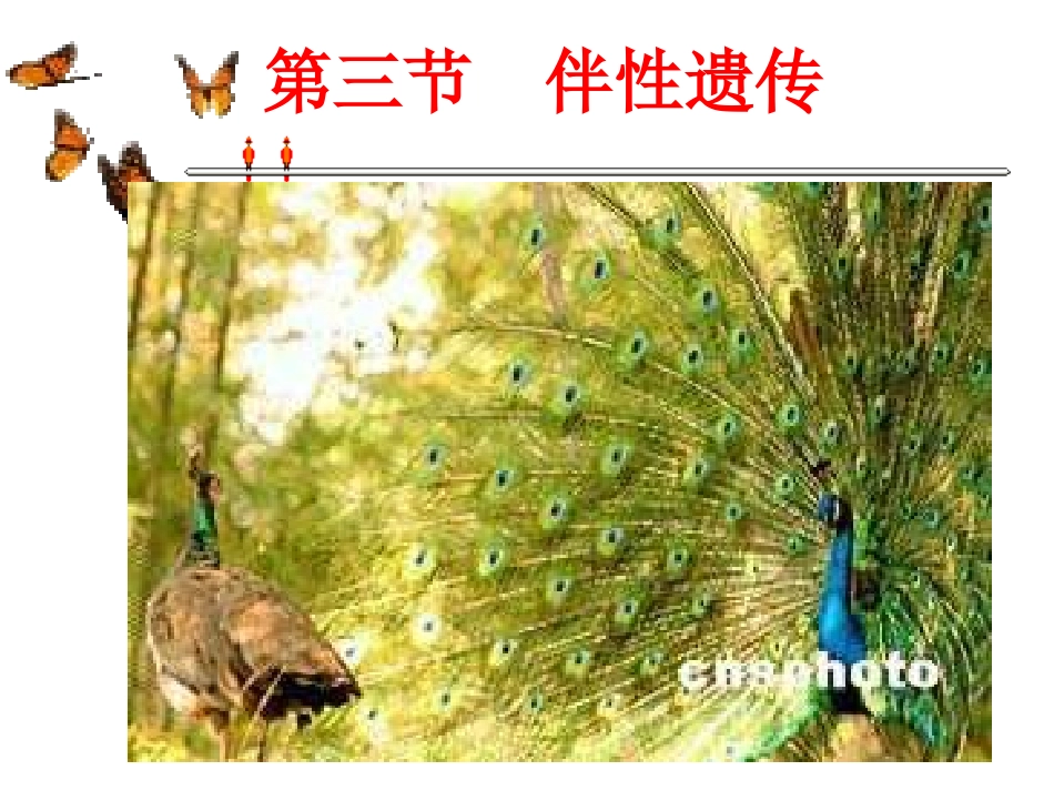 必修二2.3第二章第三节 伴性遗传_第2页