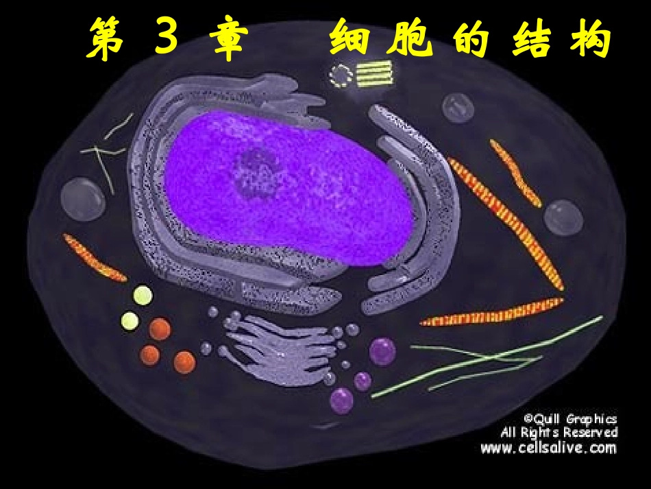 必修一31细胞膜_第2页
