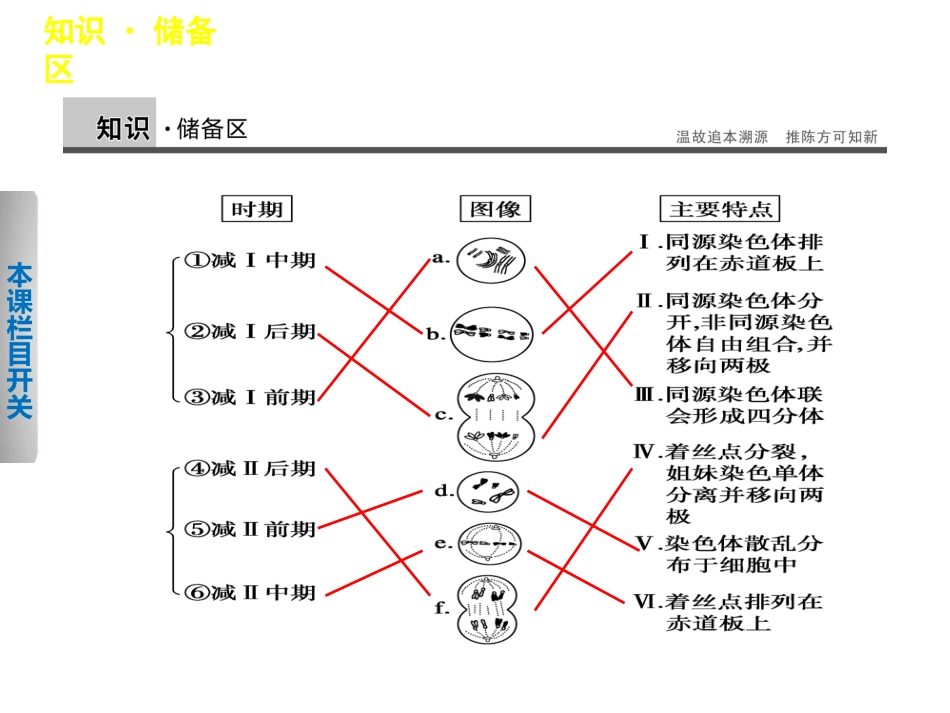 必修二2.1卵细胞的形成过程_第2页