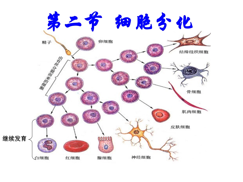 必修一细胞分化_第2页