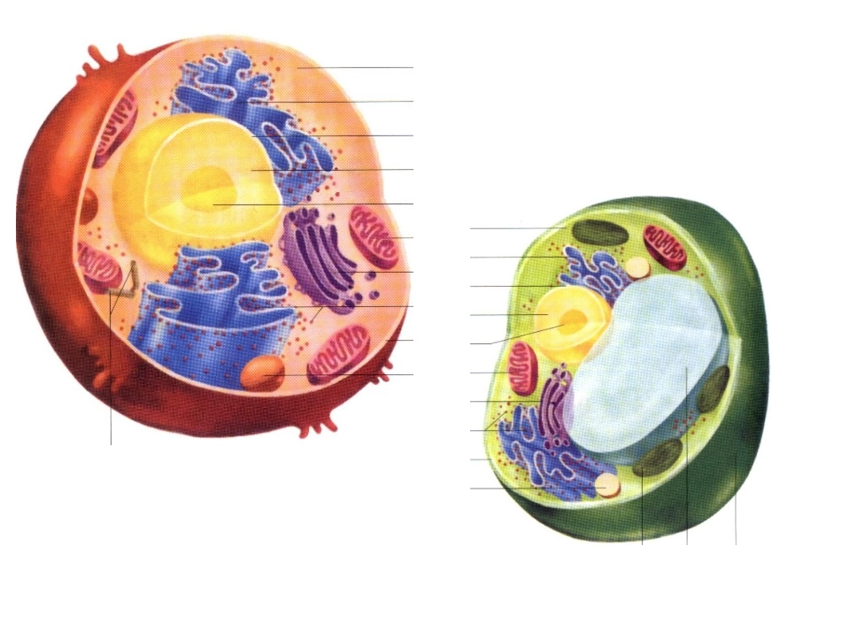 必修1-第二单元-第二讲--细胞器——系统内的分工与合作_第2页
