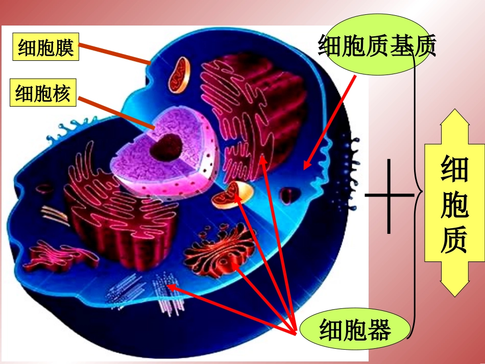 必修1-分子与细胞-第2节-细胞器──系统内的分工合作-(1)_第3页