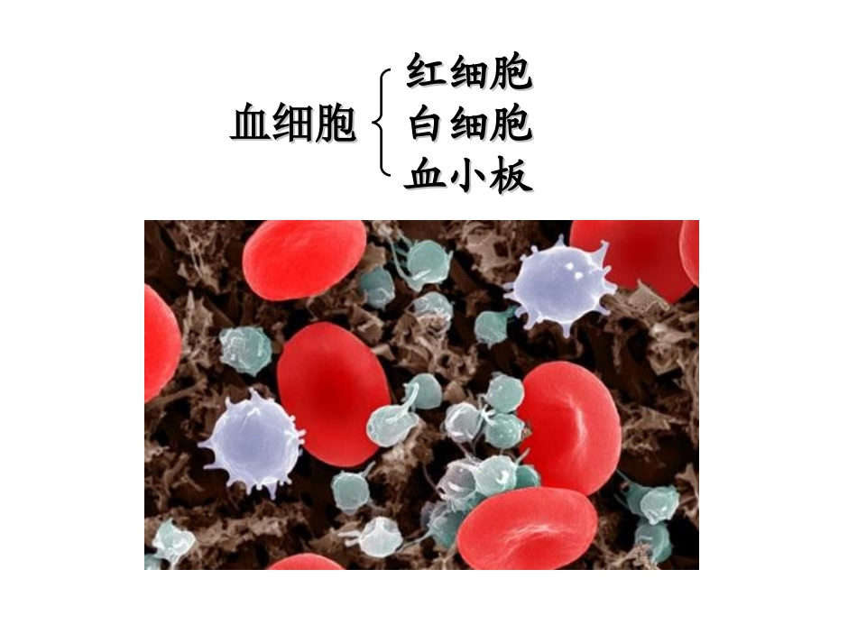 必修1-6-2细胞的分化、衰老、凋亡、癌变_第3页
