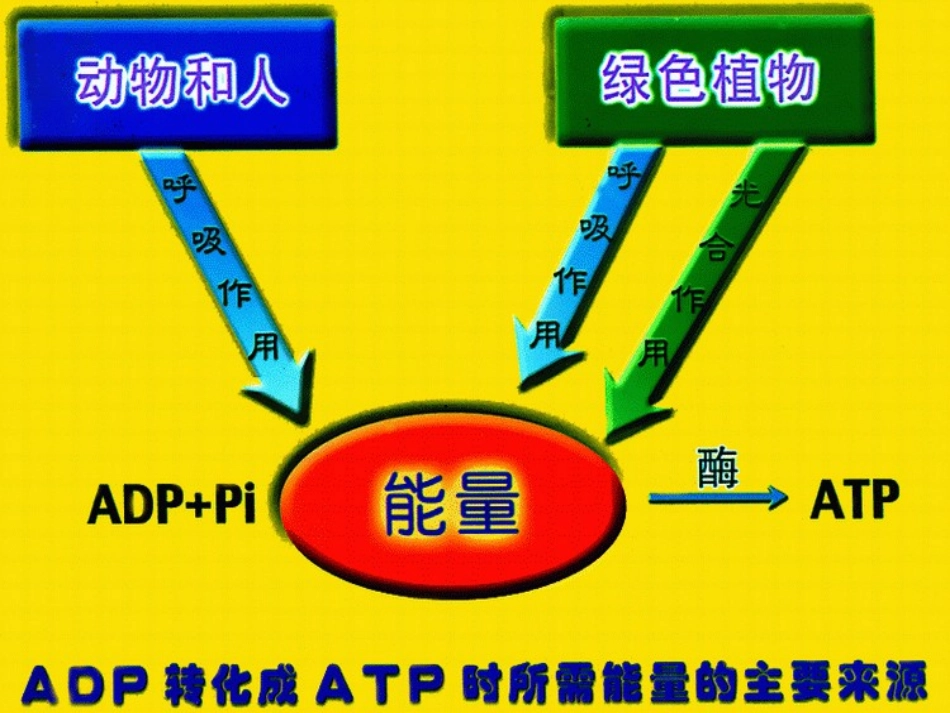 必修1-05-03ATP的主要来源——细胞呼吸_第2页