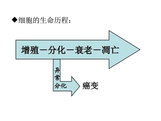 必修1-6-2细胞的分化、衰老、凋亡、癌变2