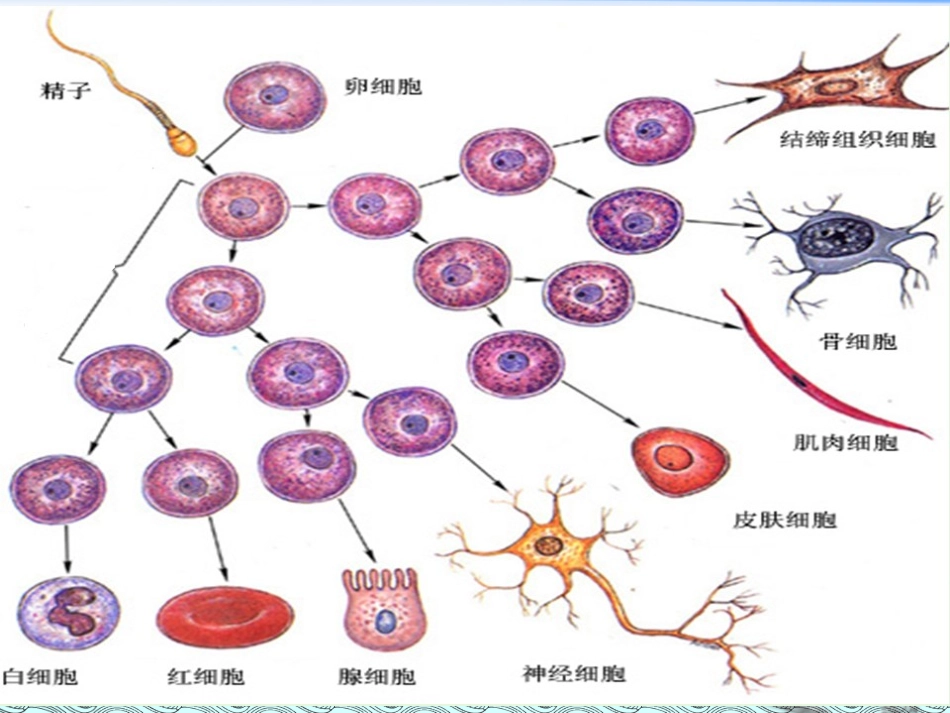 必修1-分子与细胞-第2节-细胞的分化_第3页