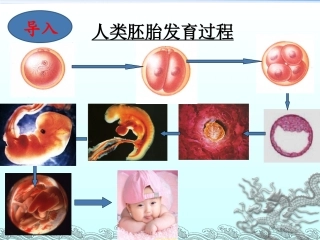 必修1-分子与细胞-第2节-细胞的分化