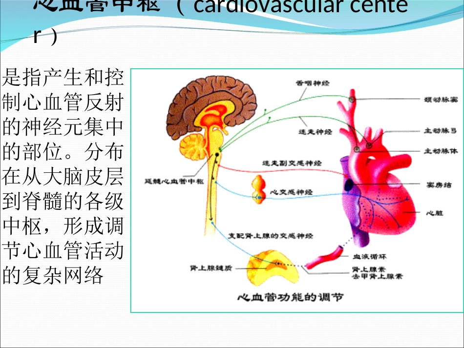 心血管中枢及反射_第2页