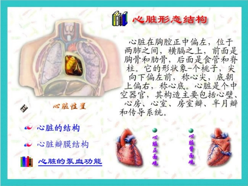 心脏检查(视触叩)_第3页