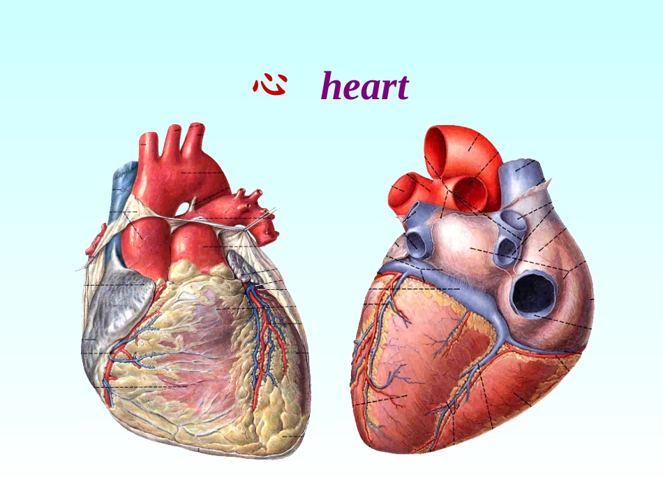 心脏动脉静脉淋巴_第1页