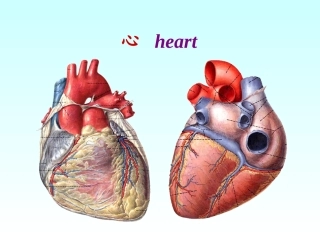 心脏动脉静脉淋巴