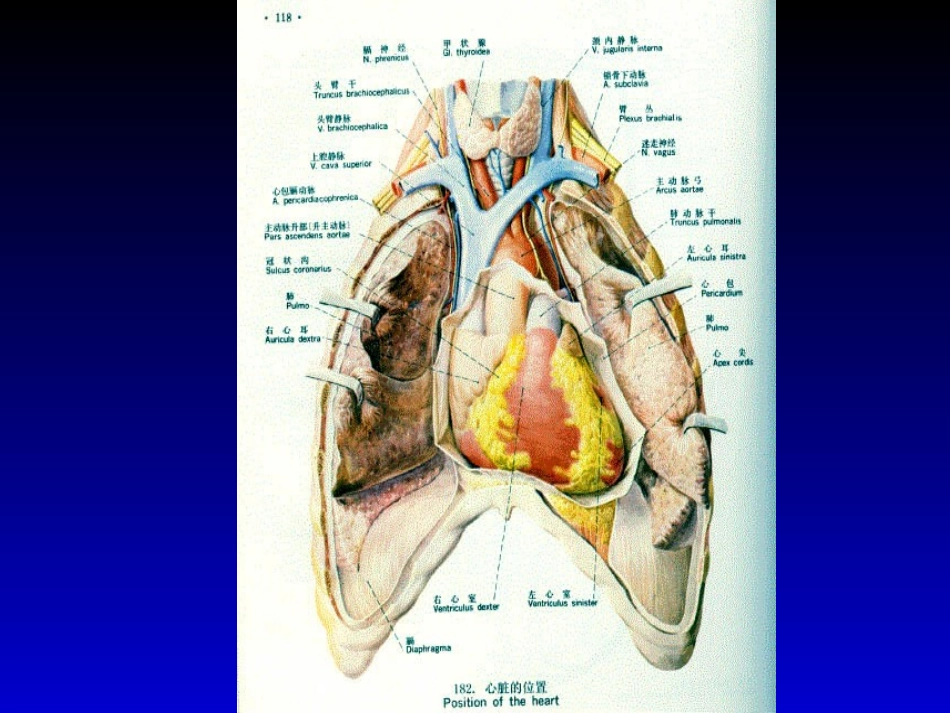 心脏(人卫7)_第2页