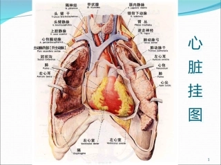 心力衰竭如何合理用药