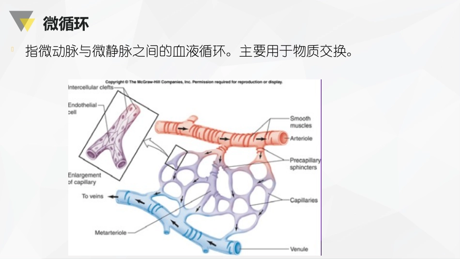 循环系统-心血管活动的调节_第3页