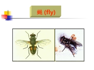 引起蝇蛆病myiasis