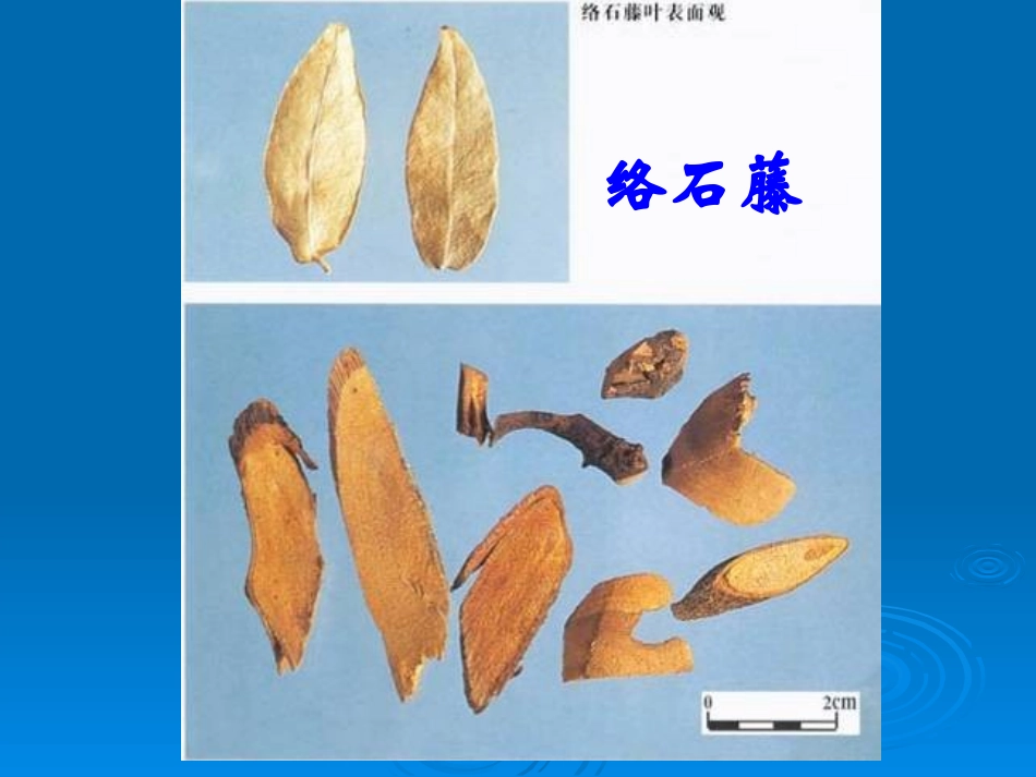 广州中医药大学精品课程中药鉴定实验7 茎木类中药_第3页