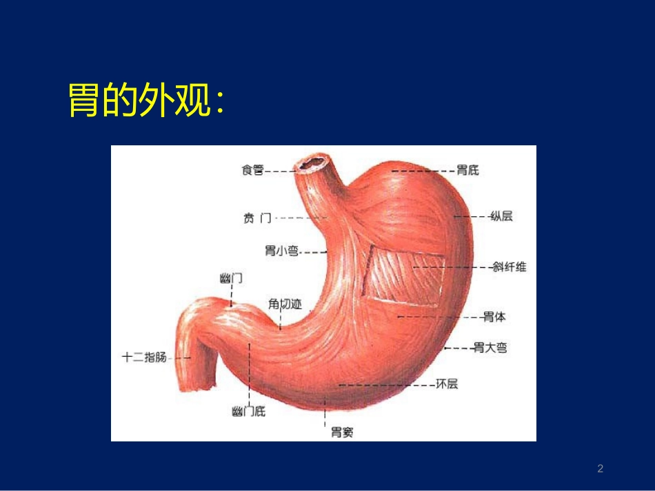幽门螺杆菌胃炎_第2页