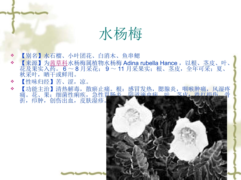 广东中草药分析_第2页