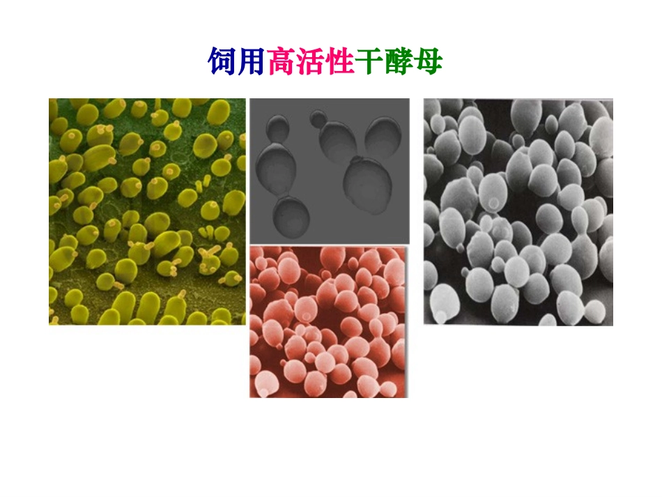 干酵母的营养-宜昌安琪酵母_第3页