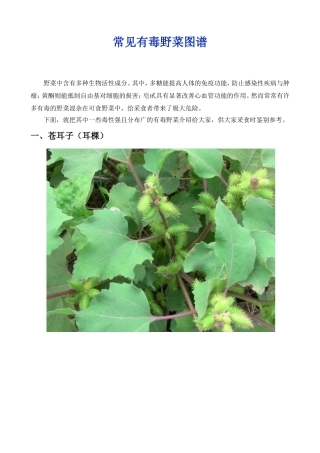 常见有毒野菜(图谱)